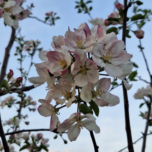 Meet Your Posher ❤️🧡💛💚💙🩵💜🖤🤎🩵🩷🤍 - Picture 10 of 16